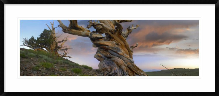 Foxtail Pine Tree, Twisted Trunk Of An Ancient Tree, Sierra Nevada,  California Framed On Paper Print