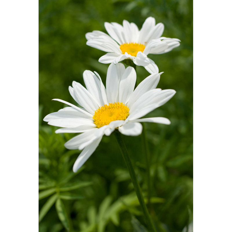 Beautiful Daisy - Photographie sur toile tendue, H 18 po x l 12 po
