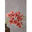 Fiori Orchid Arrangement
