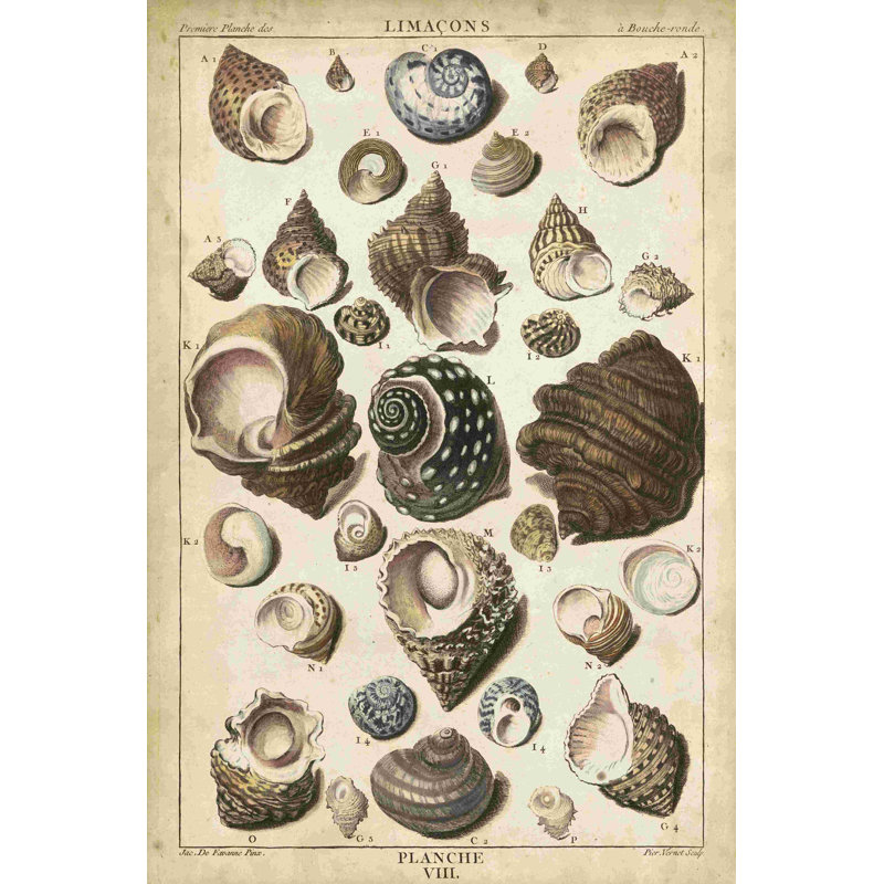 Turban Shells, H 12 po x l 8 po