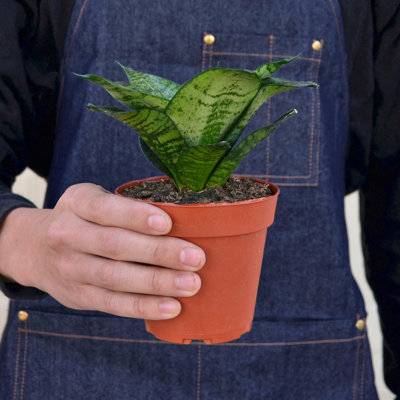 House Plant Shop Live Foliage Plant