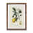Walnut Framed Paper is unavailable