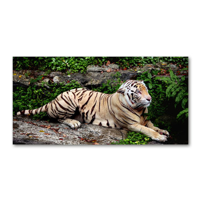 Tiger On The Rock - Print on Canvas