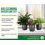 Plant in Pot-898924735
