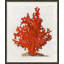Red Coral I Framed