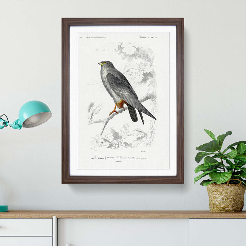 Bird Illustration PL. 25 by Charles D' Orbigny - Single Picture Frame Painting, 45cm H x 33cm W x 2cm D, Walnut Framed