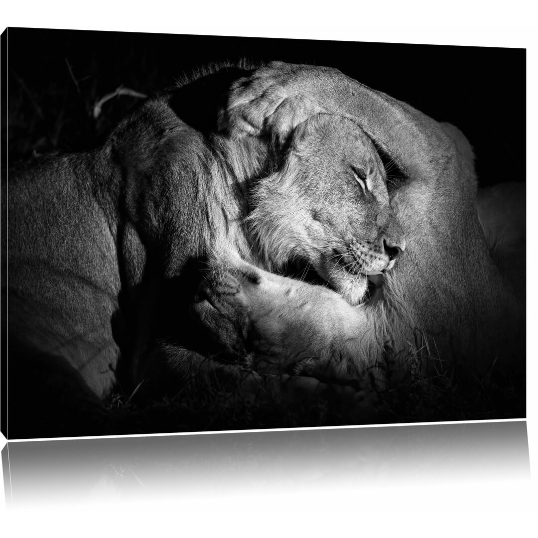 Leinwandbild Lion and Lioness Cuddling