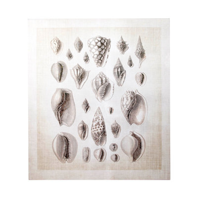 Ocean Shell Collection I by Christopher James a Hand Embelished Textured Canvas