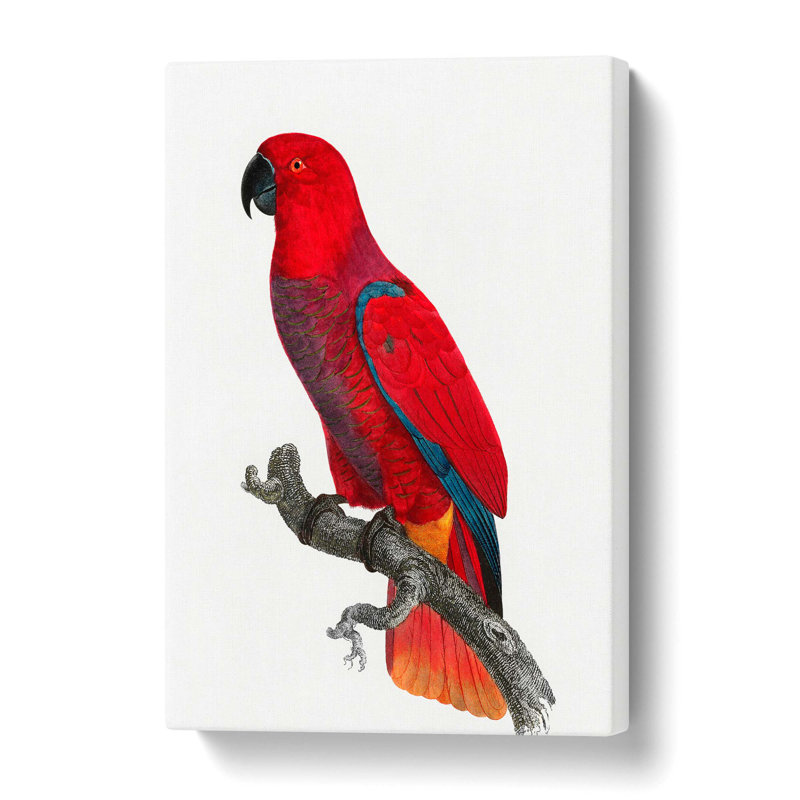 An Eclectus Parrot by F. Levaillant - Wrapped Canvas, 60 cm H x 40 cm W