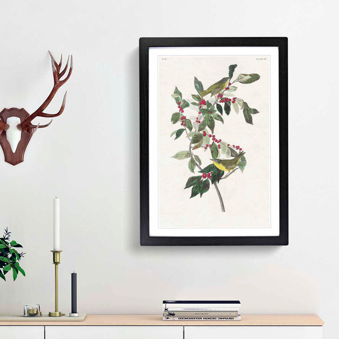 Nashville Warbler Birds by John Audubon - Framed Print