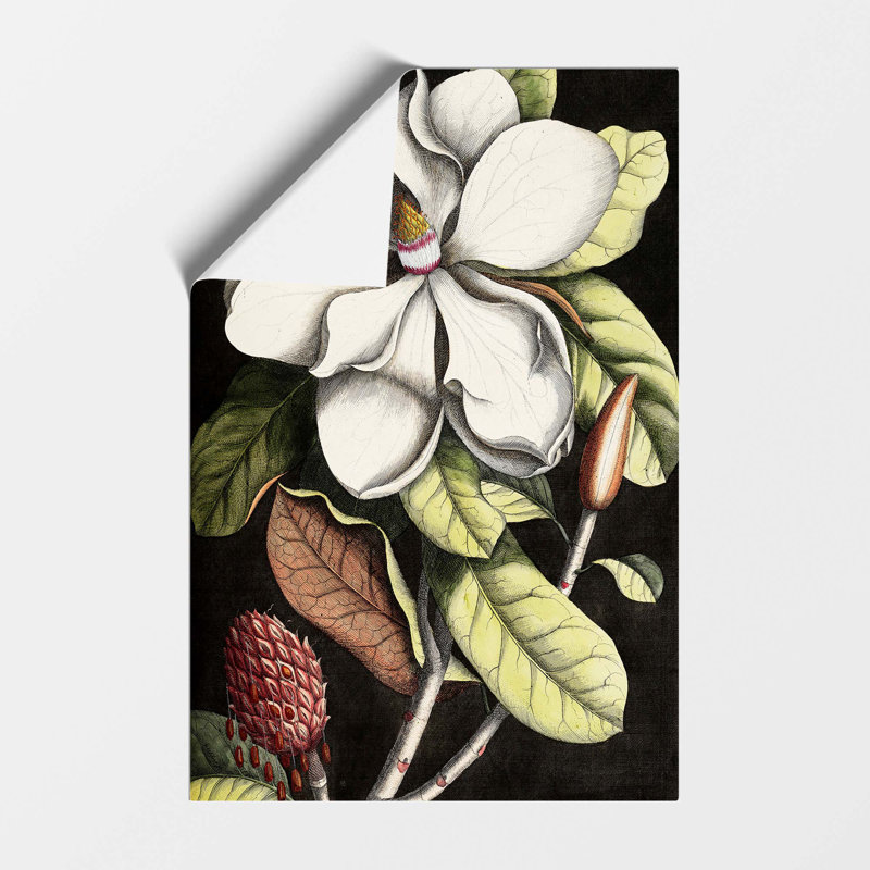 A Laurel Magnolia Tree by Mark Catesby - No Frame Painting, 59.4 cm H x 42 cm W