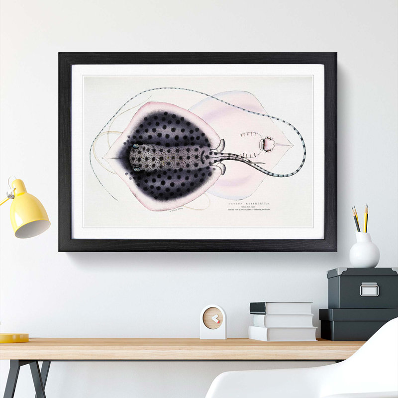 Stingray Illustration by John Edward Gray - Picture Frame Graphic Art Print, Black Framed, 48cm H x 65cm W x 2cm D