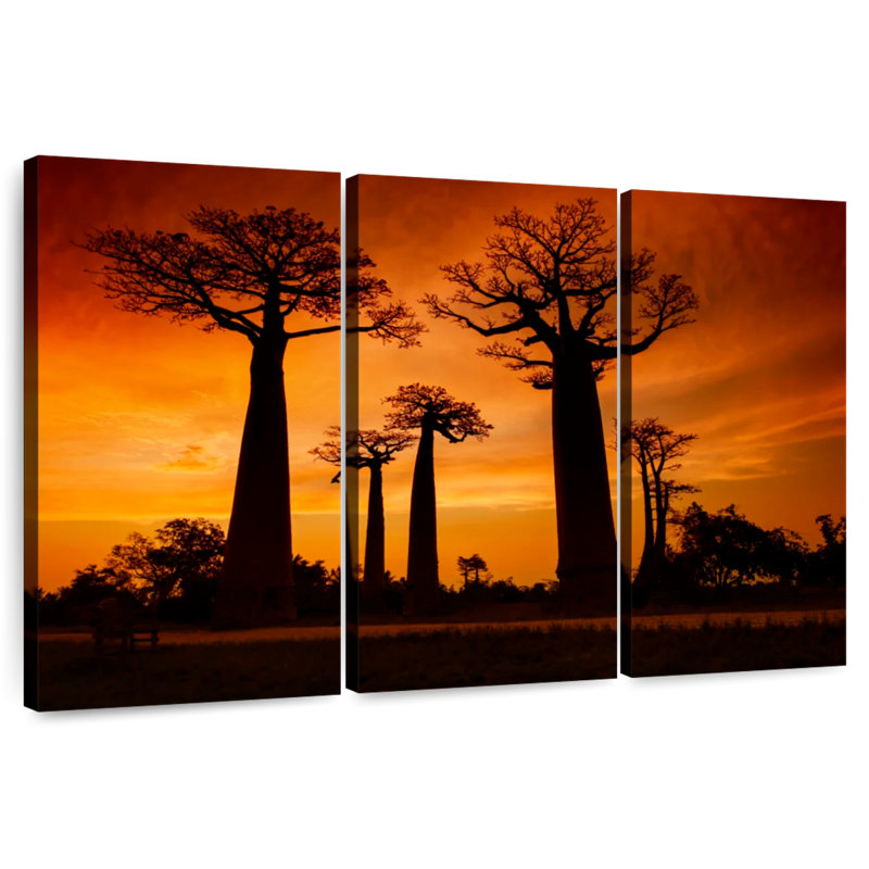 Baobab de Harnek à Madagascar, H 28 po x l 45 po