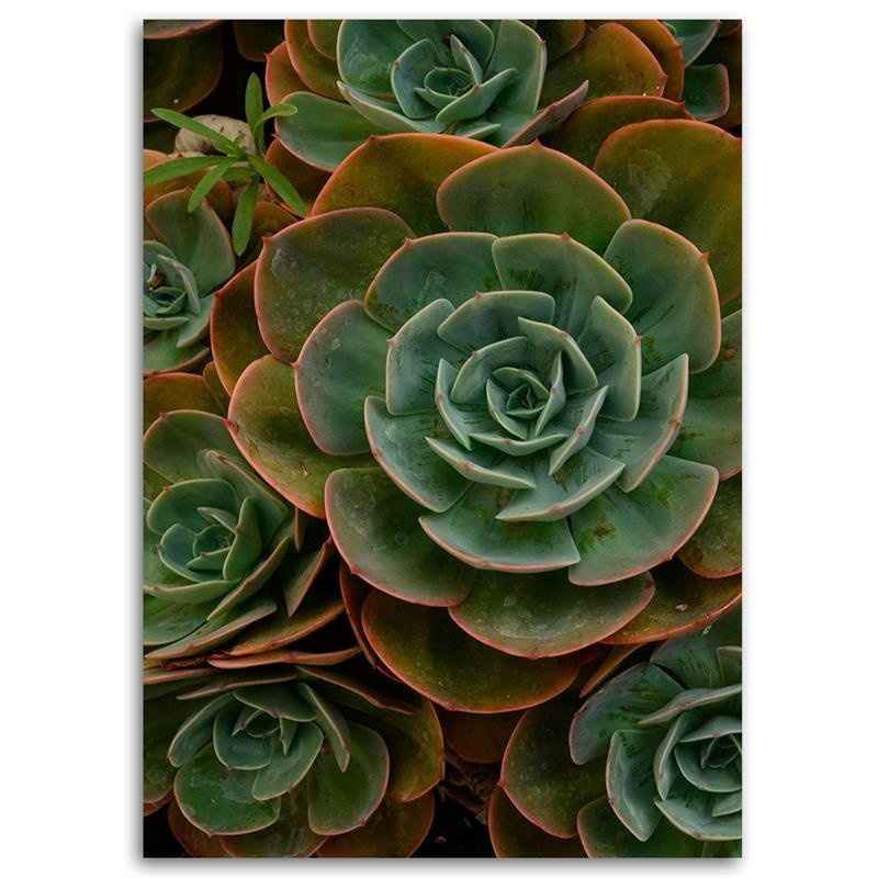 Green Succulent Flower - No Frame Print on Canvas, 90cm H x 60cm W