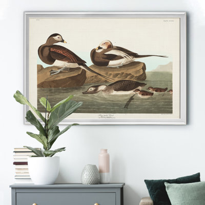 " Long Tailed Duck "