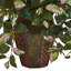 Hoya Arrangement in Planter