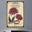 Flower Packet Chrysanthemum - Wrapped Canvas Print-1506010771