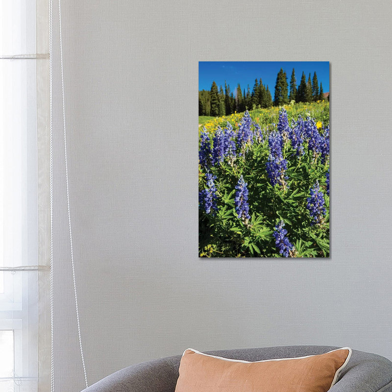 Purple Wildflowers Growing In A Field, Crested Butte, Colorado, USA - Wrapped Canvas Print