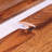 0.63" x 2" x 78" Maple T-Mould-393287575