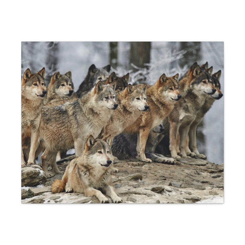 Wolf Pack Stretched Canvas Wall Art