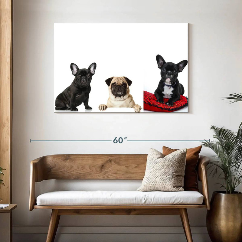 Bouledogue français et carlin Brampt, H 30 po x l 45 po