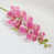 Cream Pink selected