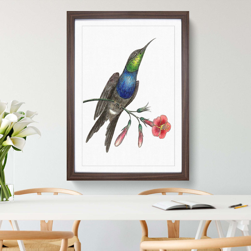 Furcated Hummingbird by George Shaw - Framed Print, 48cm H x 36cm W x 2cm D, Walnut Framed