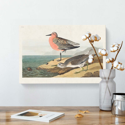 Sandpiper by John Audubon - Wrapped Canvas