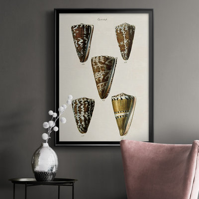 " Cone Shell Collection V "