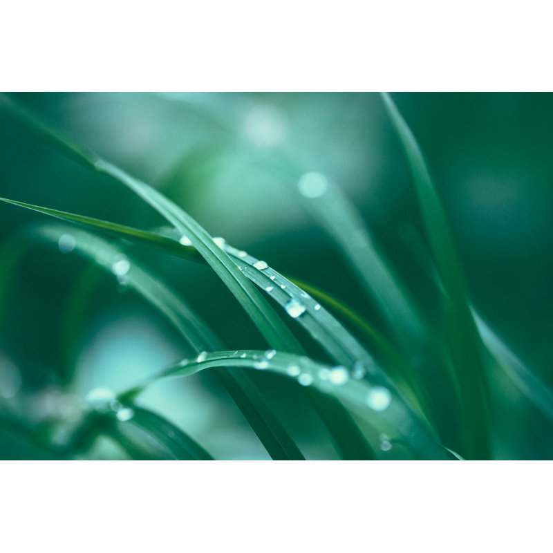 Fresh Spring Grass par Jasmina007, H 24 po x l 36 po