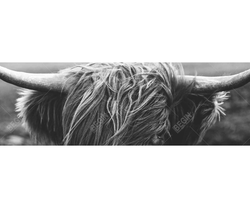 " Monochrome Portrait Highland Cow "