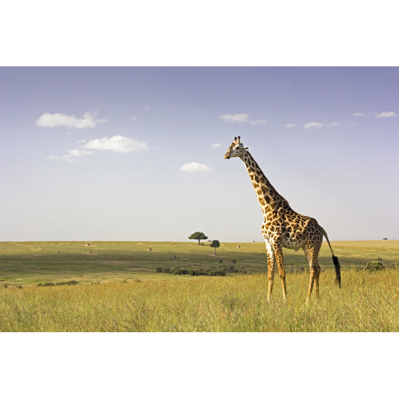 Giraffe In The Savannah by Wldavies - No Frame Print on Canvas, 51cm H x 76cm W