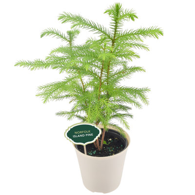 4" Norfolk Island Pine
