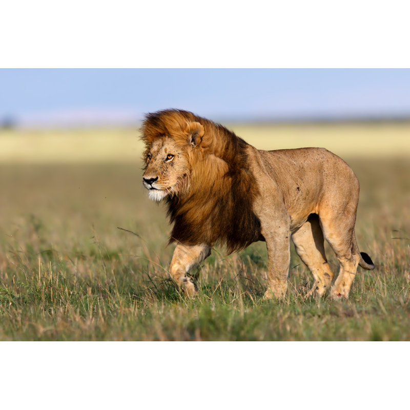 Walking Lion by MaggyMeyer - Wrapped Canvas Print, 30cm H x 46cm W x 3.8cm D