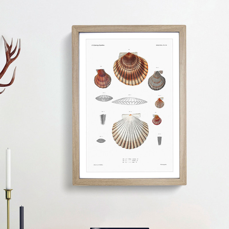 Clam Shells by A.A. Gould - Framed Print, Oak Framed, 48cm H x 36cm W x 2cm D