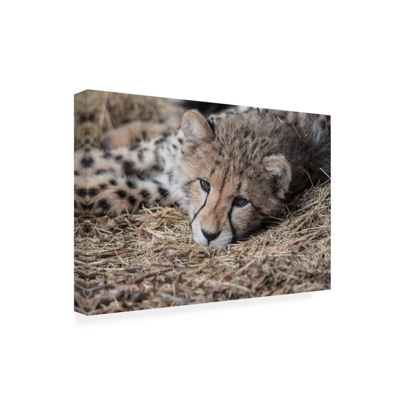 Cheetah Cub Horizontal Canvas Print in Tan and Brown