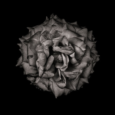 Black And White Camelia VI by Brian Carson - Wrapped Canvas Art Prints