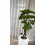 H 55,1 po Bonsai d'une beauté réelle