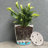 Bamboo Blooms 7" Wildflower Round Self-Watering Indoor/Outdoor Bamboo Plant Pot