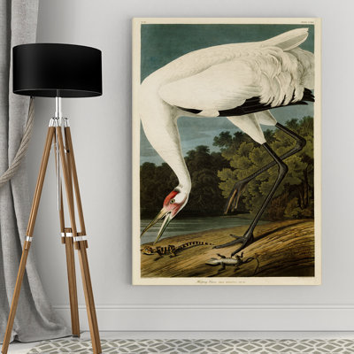 " Hooping Crane " by John Audubon