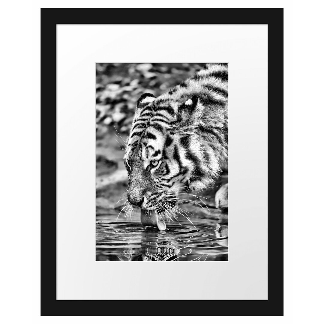 Gerahmtes Poster Tiger am Wasser