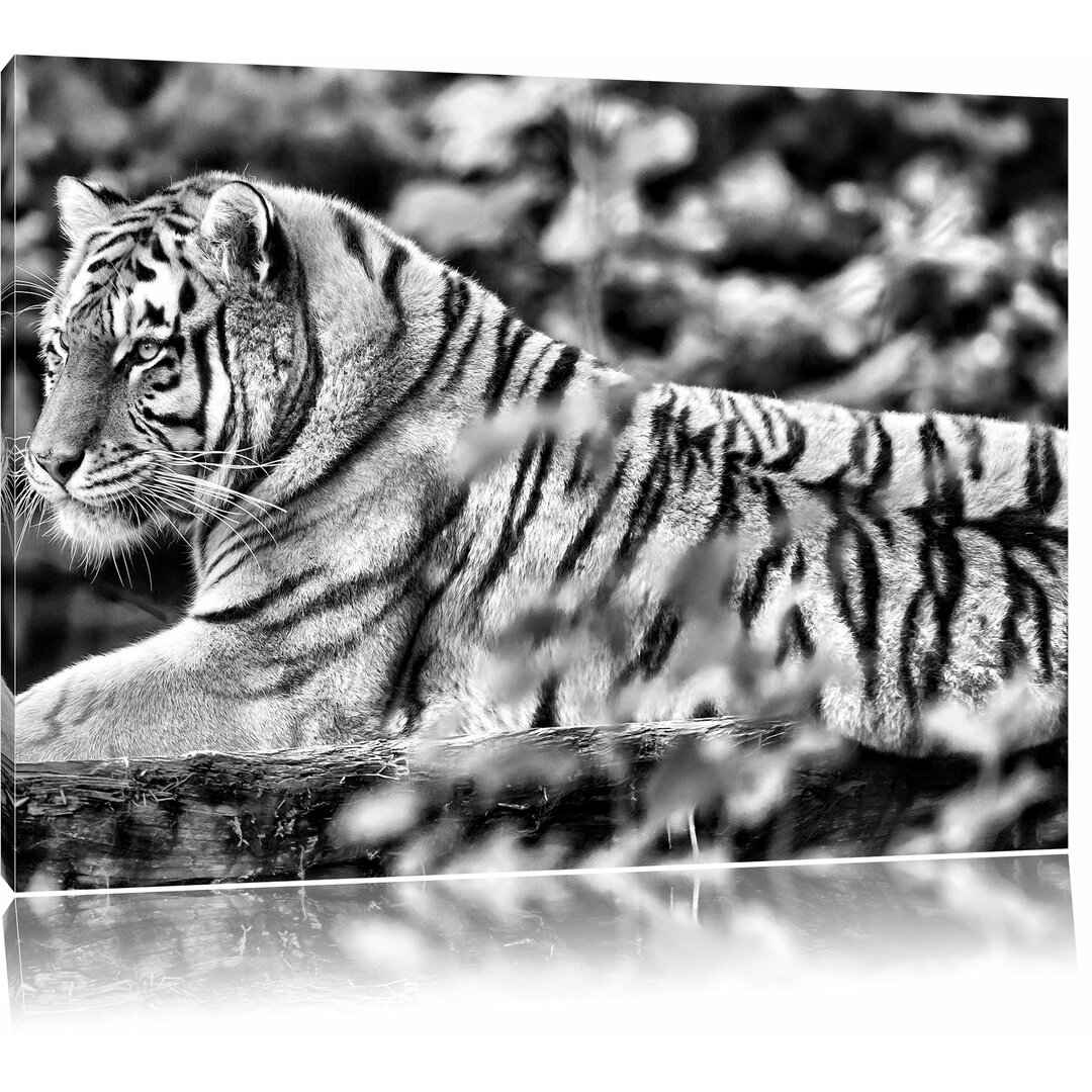 Leinwandbild Anmutiger Tiger auf Baumstamm in Monochrom