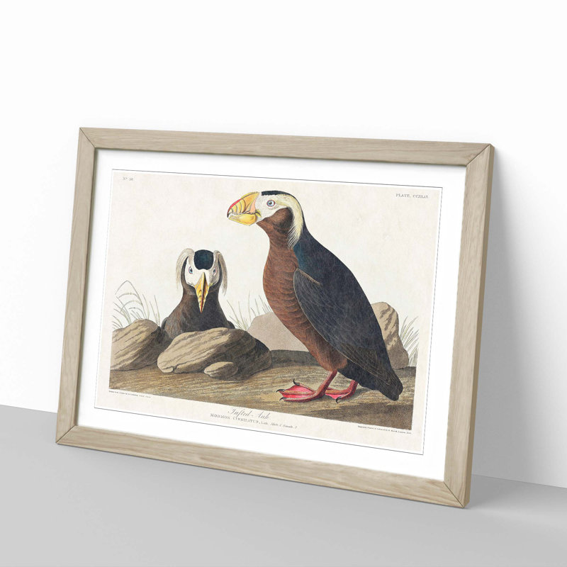 Tufted Puffin Bird by John James Audubon - Framed Print, Oak Framed, 48cm H x 65cm W x 2cm D