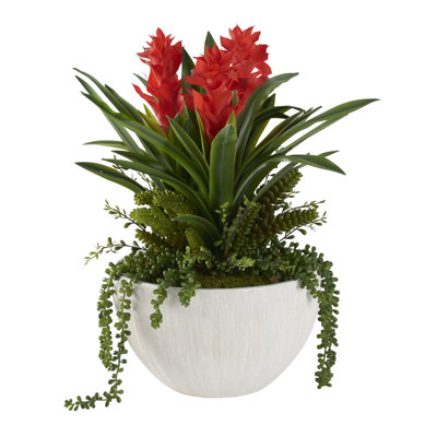 Gingembre rouge avec plantes grasses dans un bol en céramique blanche