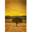 Lone Tree At Sunset by Don Schwartz - Wrapped Canvas Print-731438578