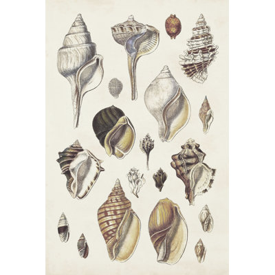 Seashell Array II - Wrapped Canvas Print