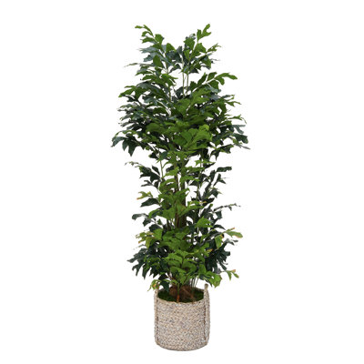 82'' Faux Palm Tree in Wicker/Rattan Basket