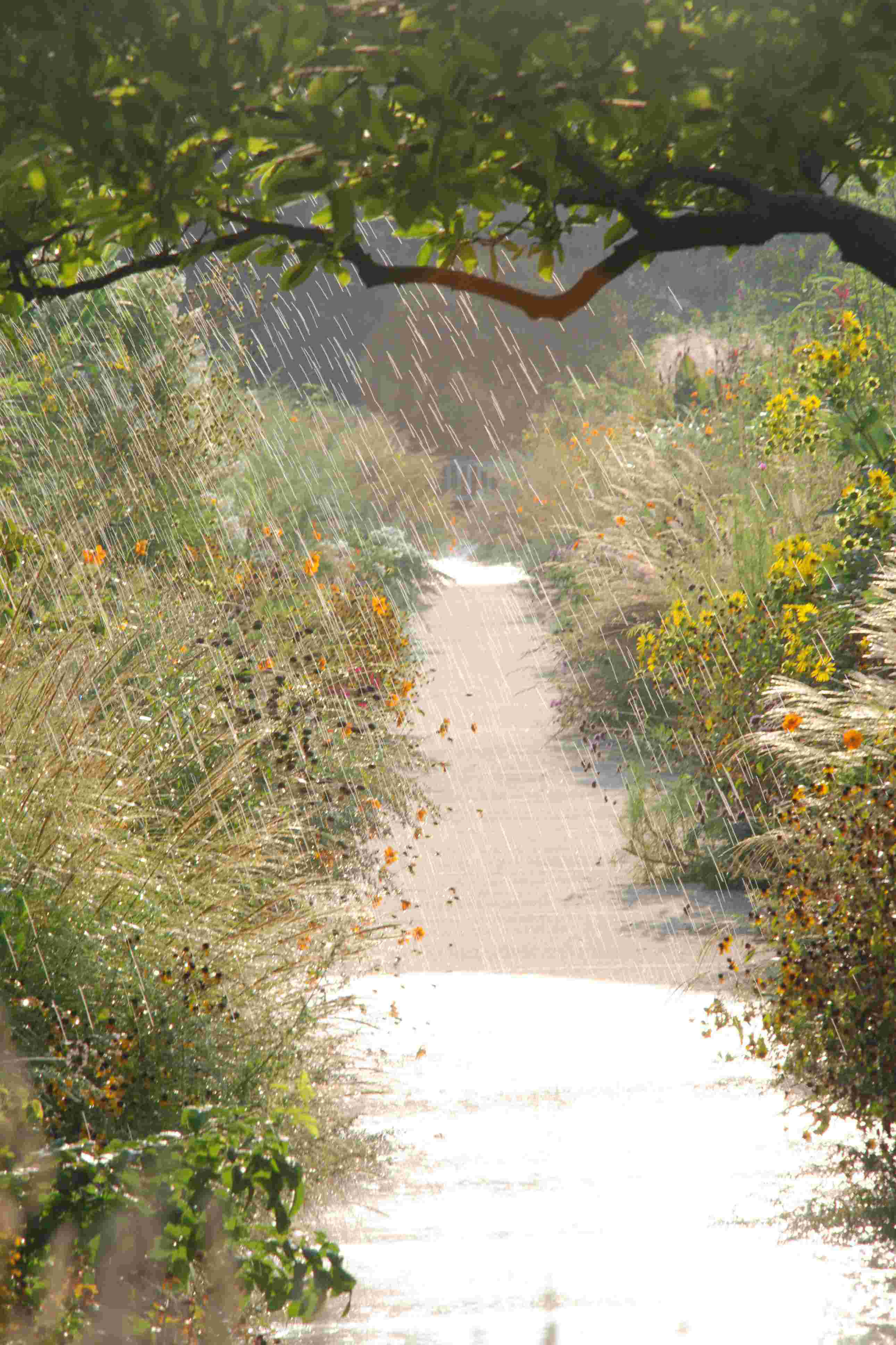 Millwood Pines Rainy Concrete Path Photography - Wayfair Canada