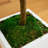 Fiddle Leaf Fig in White Planter