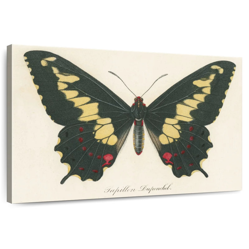 Brampt Natures Butterfly VI, 24" H x 36" W